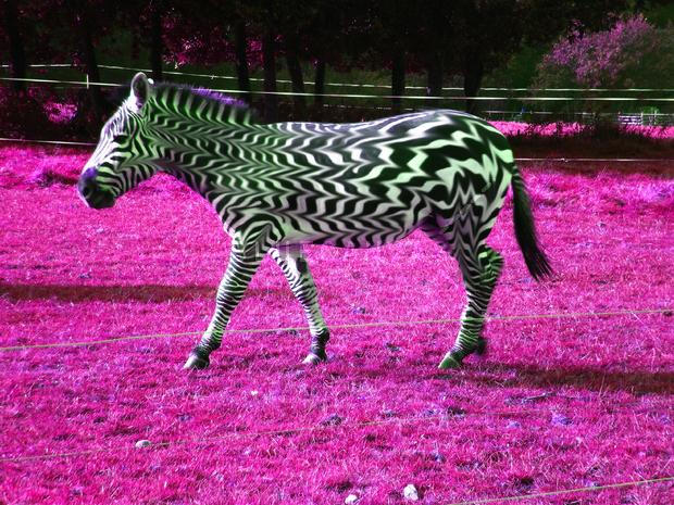 zig zag zebra